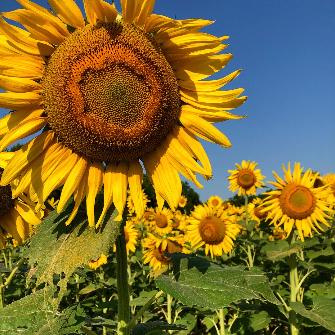 .<a href="/cat_neville/">Catherine Neville</a> strikes oil at 5 p.m. today on @tastemakersAPT and visits <a href="/oliverfarm/">Clay</a> in #Georgia, then heads to the kitchen at <a href="/millerunionatl/">Miller Union</a> with <a href="/MillerUnionChef/">Steven Satterfield</a> in #ATL.