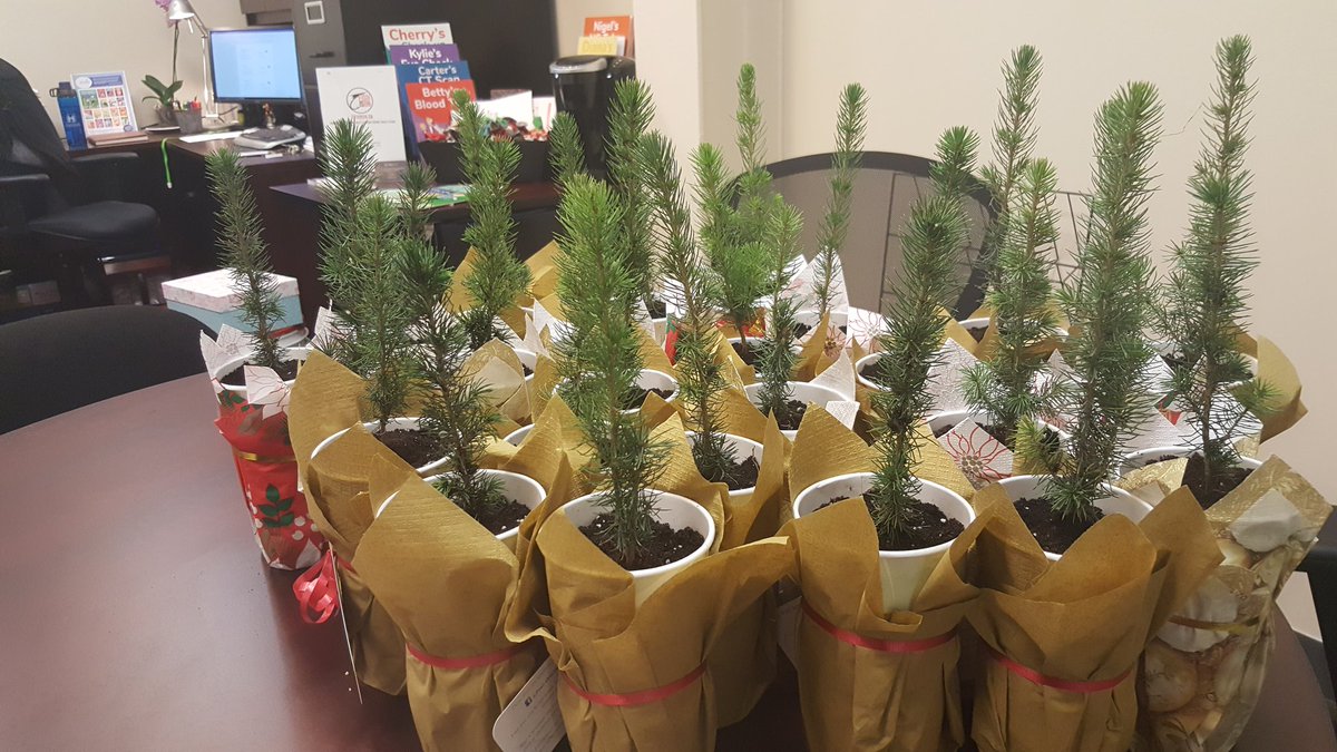 LoAllay's tweet image. @TheSpec A real #feelgood story! @peter_ormond bought and gave away 1,000 baby Christmas trees all over #HamOnt this week. We had the honour of distributing them @MIP_Hamilton and overwhelmed with enthusiasm from people who were gifted living #ChristmasTrees to plant in Spring!