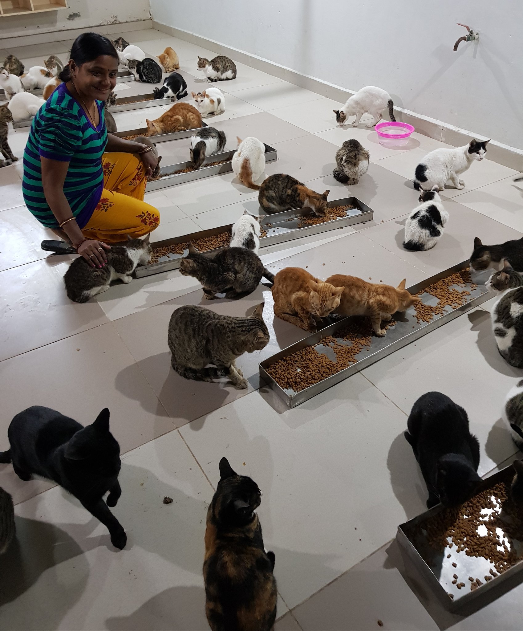 Cat Garden Gandhidham On Twitter Good Morning Did You Know Fight Like Cats And Dogs Meaning To Be Constantly Fighting Or Arguing With Someone Have A Successful Saturday By