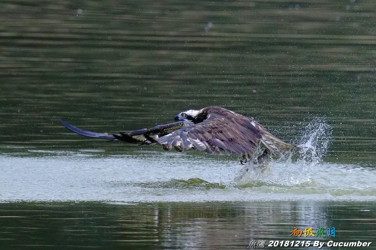 魚鷹 Twitter પર હ શટ ગ