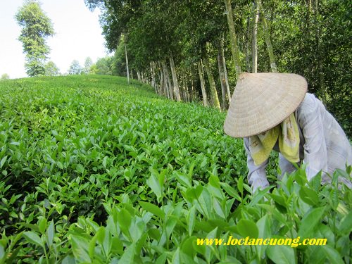 longtran2901k's tweet photo. Tình Trạng Sản Xuất Chè Thái Nguyên Theo Tiêu Chuẩn VietGap Hiện Nay
---
https://t.co/KkME3WIraV
---
#trà
#tea
#traxanhthainguyen
#sanxuatchethainguyen
#trathainguyenvietgap
---
#loctancuong
Hotline: 028 7300 4747 https://t.co/NsvJSNE5lD