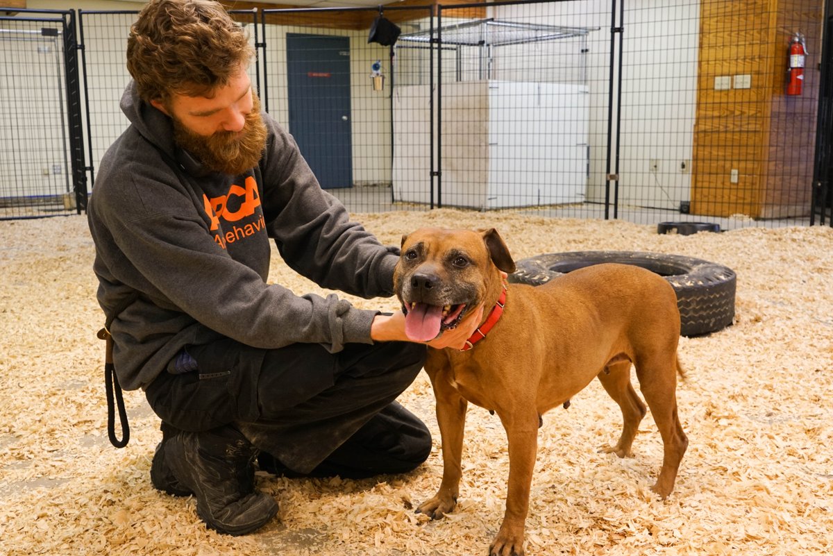 ASPCA's tweet photo. While most of us are preparing to celebrate the holidays at home with our families, ASPCA responders are on the ground at our recovery shelter providing critical care for hundreds of animals rescued from cruelty situations across the country: https://t.co/jbCna2KEfS https://t.co/iaxyd5hfg3