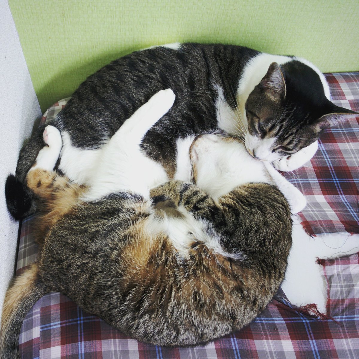にゃん婚パ 保護猫カフェ合コン Nyankonpa Twitter