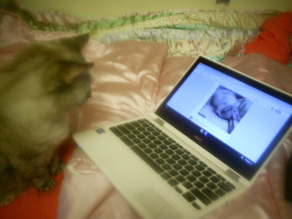 lanier_natalie's tweet photo. my cats watching twitter videos! lol https://t.co/PwgVHmZ8ZW