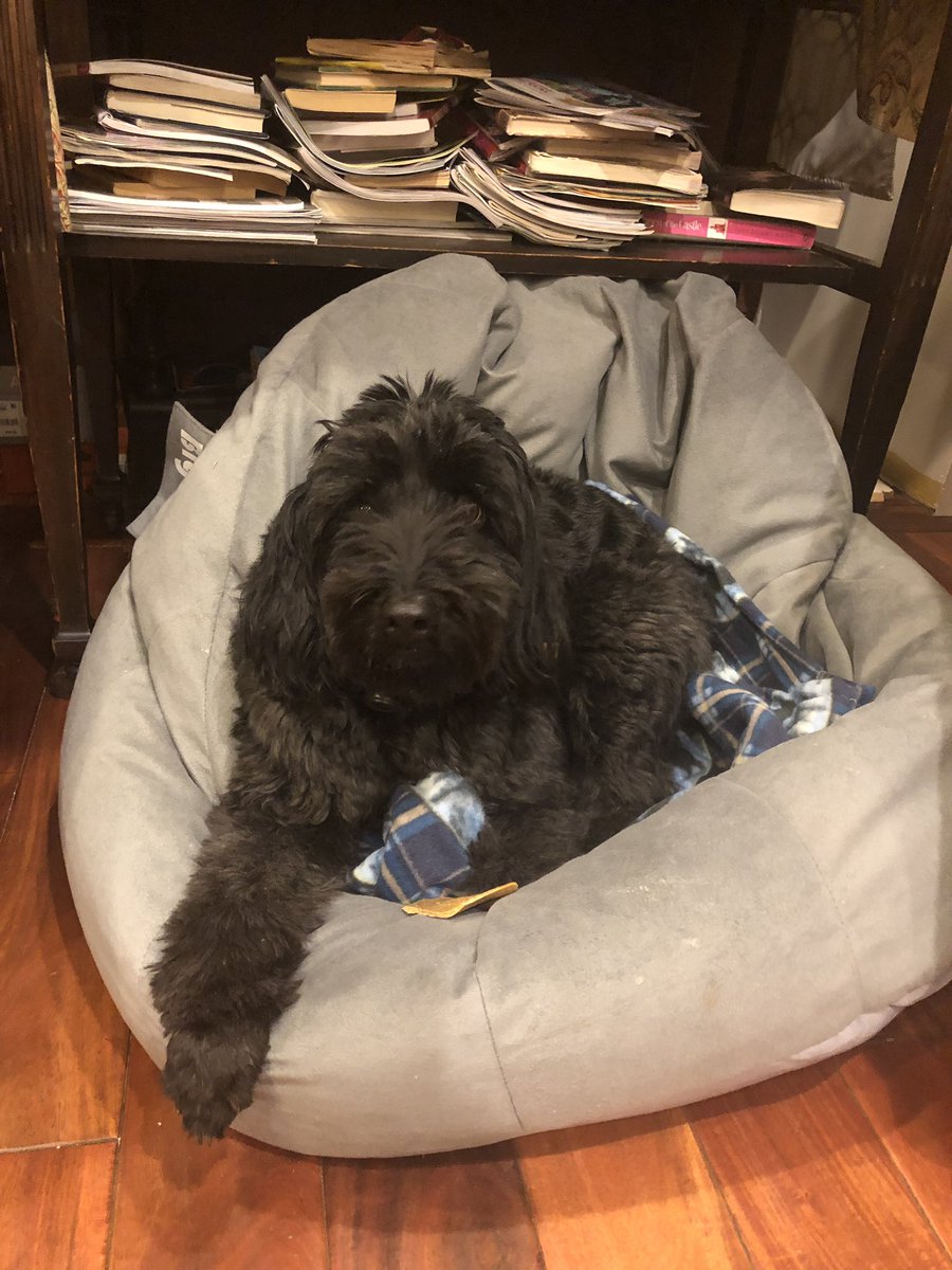 Joanne Bennett (@jojobennett) on Twitter photo Cutest pupper ever, meet Kody...he rings a bell when h needs to go outside...I’m was instantly in love! ❤️❤️❤️ <a href="/IHXpets/">Pets of IHX</a> <a href="/IHXecutioNERs/">#IHXecutioNERs</a> #bestpartofthejob! Cutest pupper ever, meet Kody...he rings a bell when h needs to go outside...I’m was instantly in love! ❤️❤️❤️ <a href="/IHXpets/">Pets of IHX</a> <a href="/IHXecutioNERs/">#IHXecutioNERs</a> #bestpartofthejob!