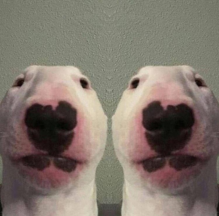 PuppernelsonF's tweet photo. Mitosis https://t.co/ZgQ4mANUaR