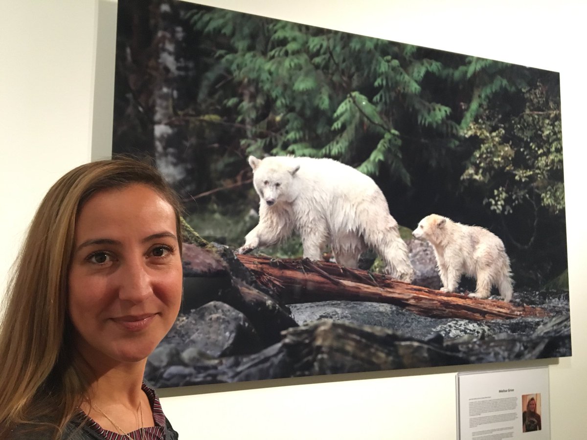 captainbrian2's tweet photo. 45 minuted to bid online at https://t.co/vztOz7qxfe  to help end commercial trophy hunt in #GreatBearRainforest fabulous images, stunningly mounted https://t.co/IjkCy301UO
