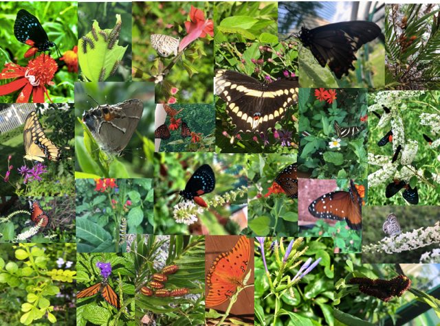 uschoolmiddle's tweet photo. Since August, we have released over 220 butterflies & 16 species have visited the garden. Next semester we will add more native plants to attract a greater number of imperiled species & use the garden for experiential learning opportunities. @uschool_nsu #BringButterfliesBack https://t.co/ENKZkhqODH