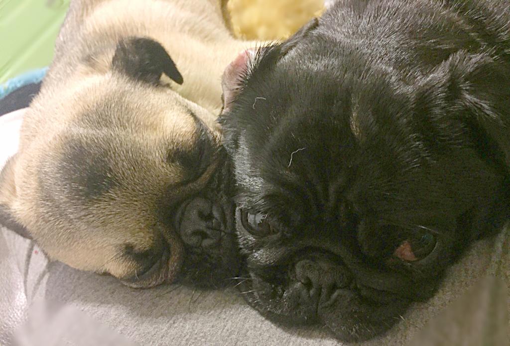 pugs_bot's tweet photo. https://t.co/hXX3rKIwiv