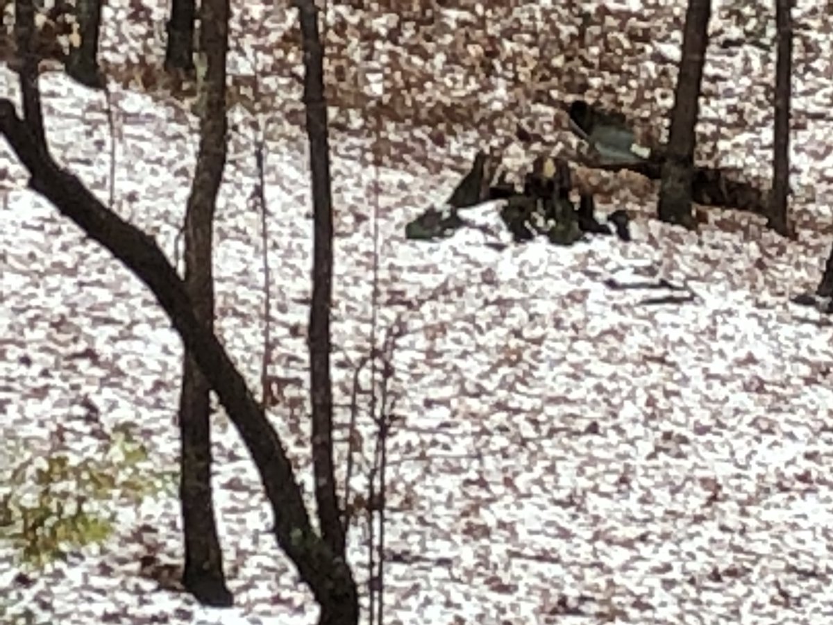 ElemWestminster's tweet photo. Snow https://t.co/vfsRYbtC9o