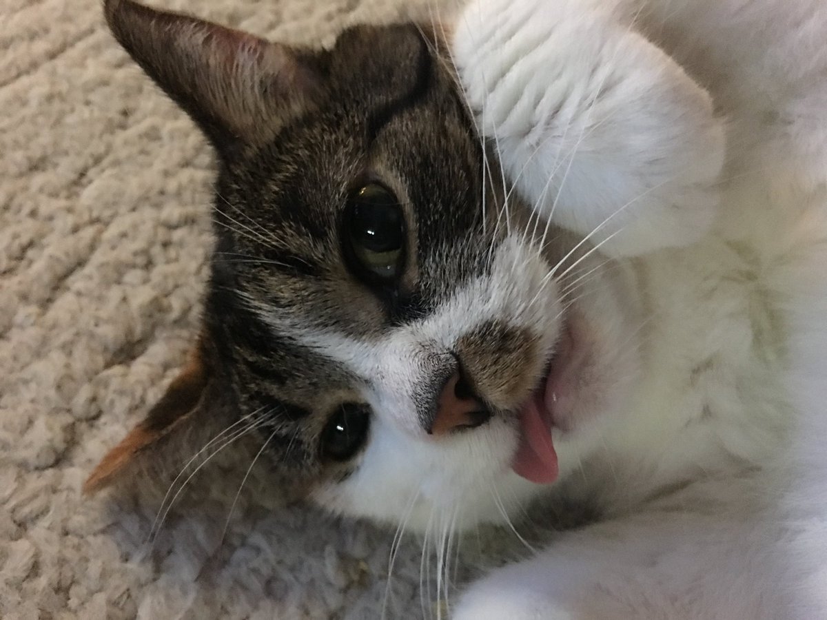 3rdshiftweirdo's tweet photo. Big thanks to @poorlycatdraw for the awesome derp illustration of my Maizy! https://t.co/WaOk0Qj6Zx