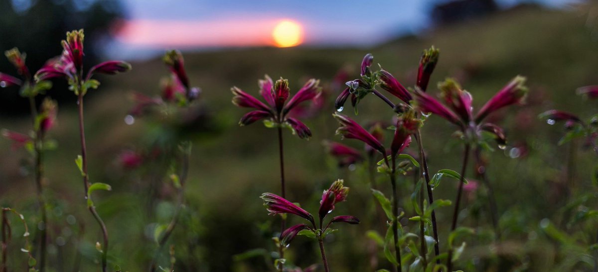FilmonaDay's tweet photo. How resilient are these flowers after being hosed on last night.. #ayearofsunrises #filmonaday #lookingeast #dec15 #dec152018 #sutherland #sunrise #saturdaymorning #newzealand #NZ https://t.co/zuCCc8pecX