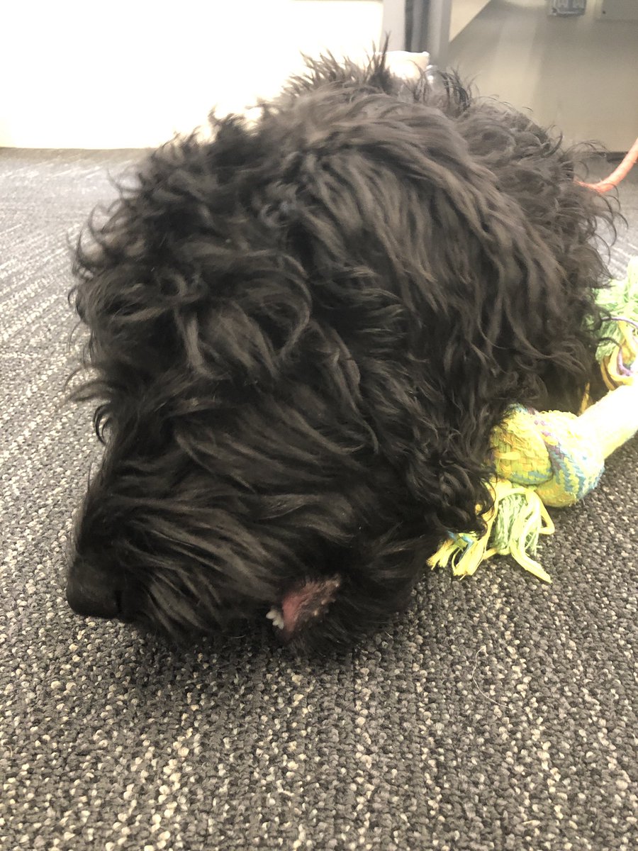 Chartboost_jp's tweet image. 我が社のCDO, chief #dog officer, チリちゃんです。よろしくお願います #オフィス犬