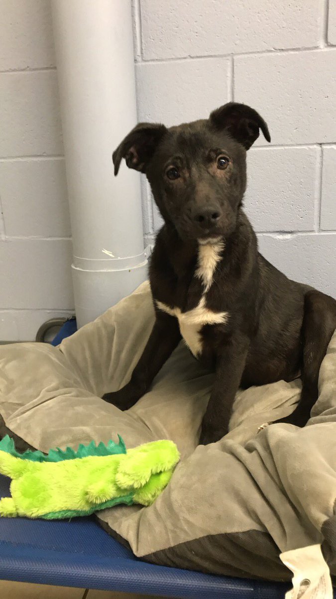 nmstoudemire's tweet photo. This is one of my favorite good boys from the Oconee Humane Society. His name is Rowdy and he’s about 5 months old. Rowdy has spent almost his whole life in the shelter, which is no life for a puppy. He needs a home for the holidays, let’s help find him one. https://t.co/qTW4JA72jy