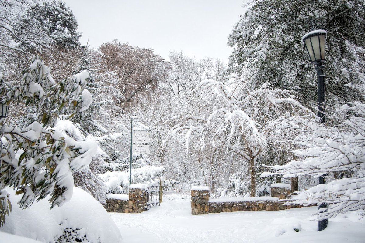 NCBotGarden's tweet photo. The snow may be melting, but we’re reminiscing with these gorgeous photos from Sunday morning by local photographer Kathy Swendiman. She visited Coker Arboretum in the middle of the storm - check out those snow-covered camellias! @attykat https://t.co/qJ50AmNtYl