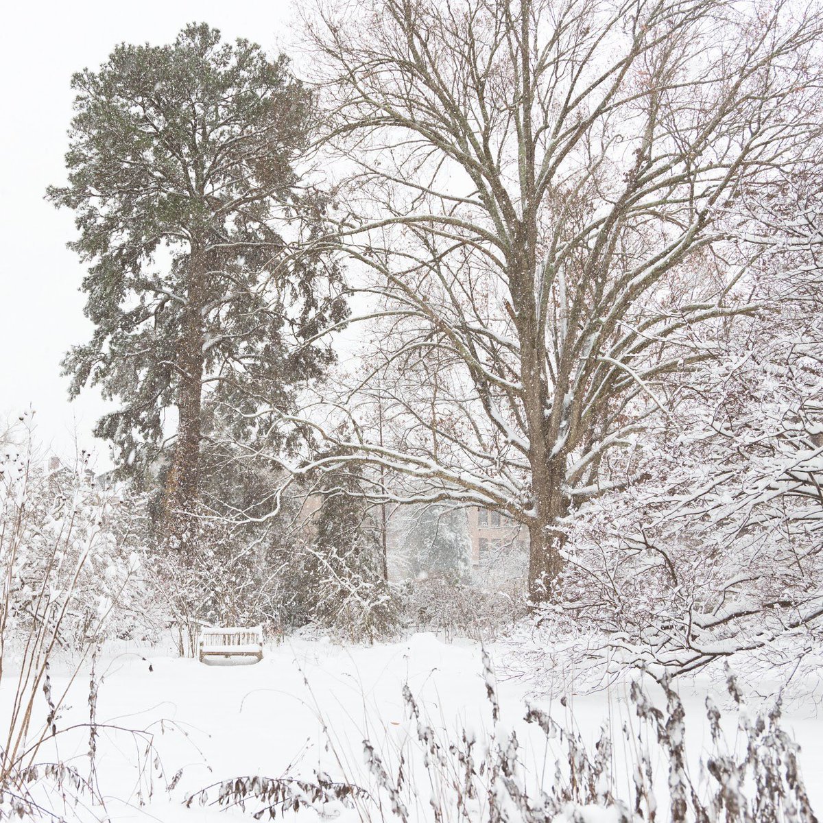 NCBotGarden's tweet photo. The snow may be melting, but we’re reminiscing with these gorgeous photos from Sunday morning by local photographer Kathy Swendiman. She visited Coker Arboretum in the middle of the storm - check out those snow-covered camellias! @attykat https://t.co/qJ50AmNtYl