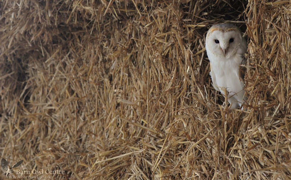 Barn Owl Centre On Twitter Taken During One Of Photography Days