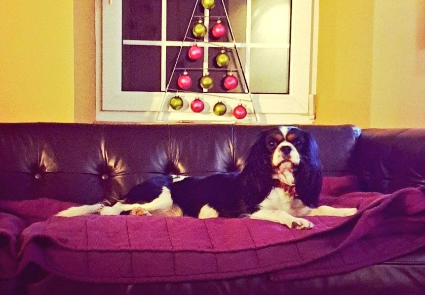 What a beautiful little doggy! 😍 #Duchy looking very regal! #dogsoftwitter #dogs #cavpack #cavalierkingcharlesspaniel