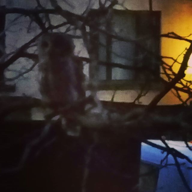 Look hoo we have here, sitting on the tree in front of my place, staring at me like a creep. #owl #trinitybellwoods .
.
#owls #peepingtom #torontoatnight ift.tt/2QYGNkG