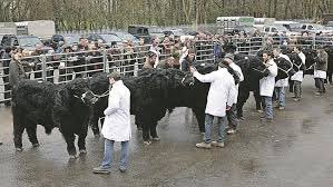 January sale will soon be upon us!@farmersmarts123 check out the line up of entry’s. 
abri.une.edu.au/online/cgi-bin…