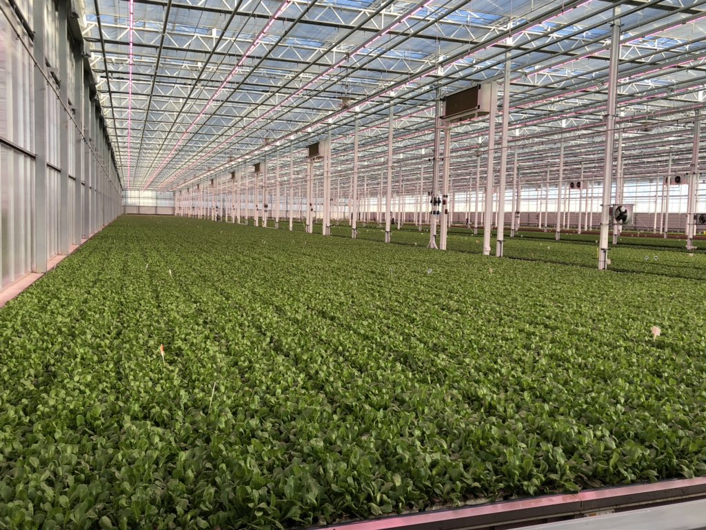 Annalisa Hultberg tweet media