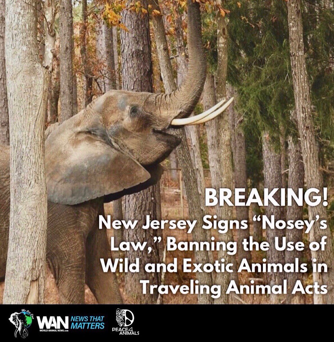 WorldAnimalNews's tweet photo. Victory! #NewJersey is officially the first state in the nation to ban #wildanimals in #circuses, #carnivals and #fairs! 👏

NJ Governor @GovMurphy signed the historic bill today authorizing the statewide ban! 👏🐘🐅���👏 #NoseysLaw

🌍👉@WorldAnimalNews @Peace_4_Animals https://t.co/hq51uPcJfm