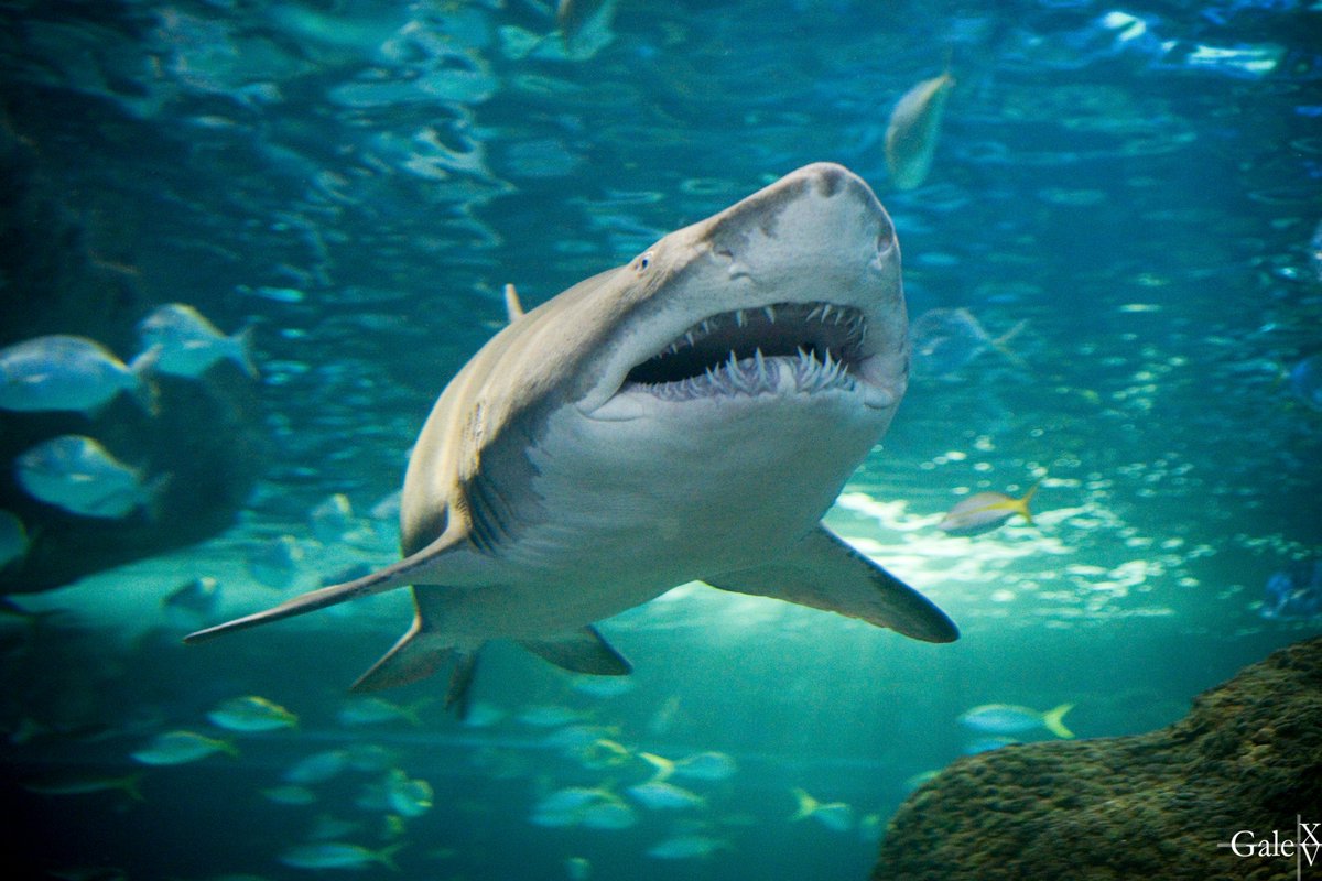 Some shots from my visit at Ripley's Aquarium few weeks ago.
#ripleysaquarium #underwater #shark #toronto #the6ix @RipleysAquaCA