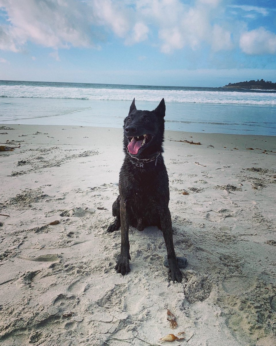 GaltPolice's tweet photo. K9 Copper is taking a well-deserved vacation along the coast this weekend. 

Copper is happiest when he's swimming in the ocean or riding in the patrol car with his best friend and partner. 

#GPDK9Unit #K9Copper https://t.co/zILk43nD4j