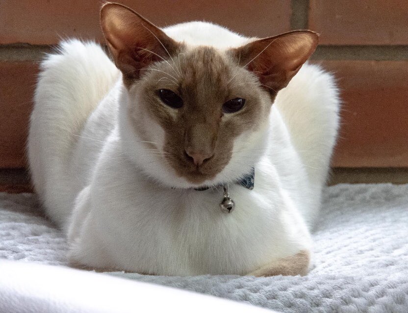 Diablo_Siamese's tweet photo. I just ♥️♥️♥️this photo of the #handsomestdevil #oneofakind #truelyunique #catsofinstagram #CatsofTwitter https://t.co/Bv6zuvBTW1