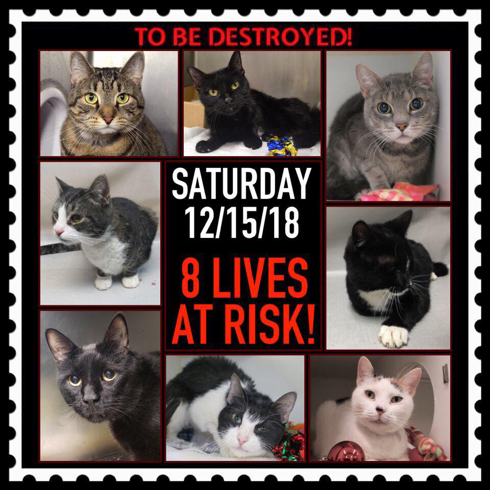 cats on death row near me