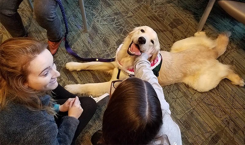 EmoryLibraries's tweet photo. Thanks to everyone who came out to see the therapy dogs in the #Emory Woodruff Library yesterday! We hope they gave you a snuggle, a reason to smile, and a nice stress break from thinking about finals. #Emorydogbreak #Emoryfinals #YouGotThis https://t.co/hwmFoNYeR3