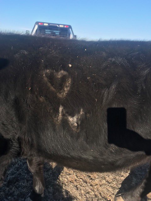 AuroraPD's tweet photo. CAN YOU HELP US FIND THESE COWS?!  We believe they were stolen from 1701 S. Powhaton Rd...no bull!  These furry friends have distinct branding on them as pictured. If you have info, plz call APD Sgt Peterson at (303) 739-6191 or @CrimeStoppersCO at (720) 913-7867. https://t.co/tDGKdfx9Gy