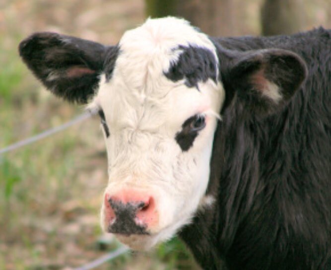 AuroraPD's tweet photo. CAN YOU HELP US FIND THESE COWS?!  We believe they were stolen from 1701 S. Powhaton Rd...no bull!  These furry friends have distinct branding on them as pictured. If you have info, plz call APD Sgt Peterson at (303) 739-6191 or @CrimeStoppersCO at (720) 913-7867. https://t.co/tDGKdfx9Gy