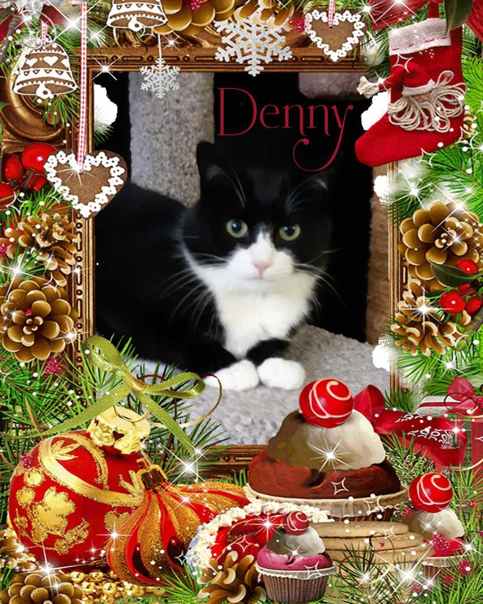 Our Advent Calendar countdown to Christmas! 
As a No-Kill shelter, we act as a sanctuary and hospice to those pets that have medical or behavioral issues, who need special care and understanding. Let them be the reason you donate this season!
canadahelps.org/en/dn/16726