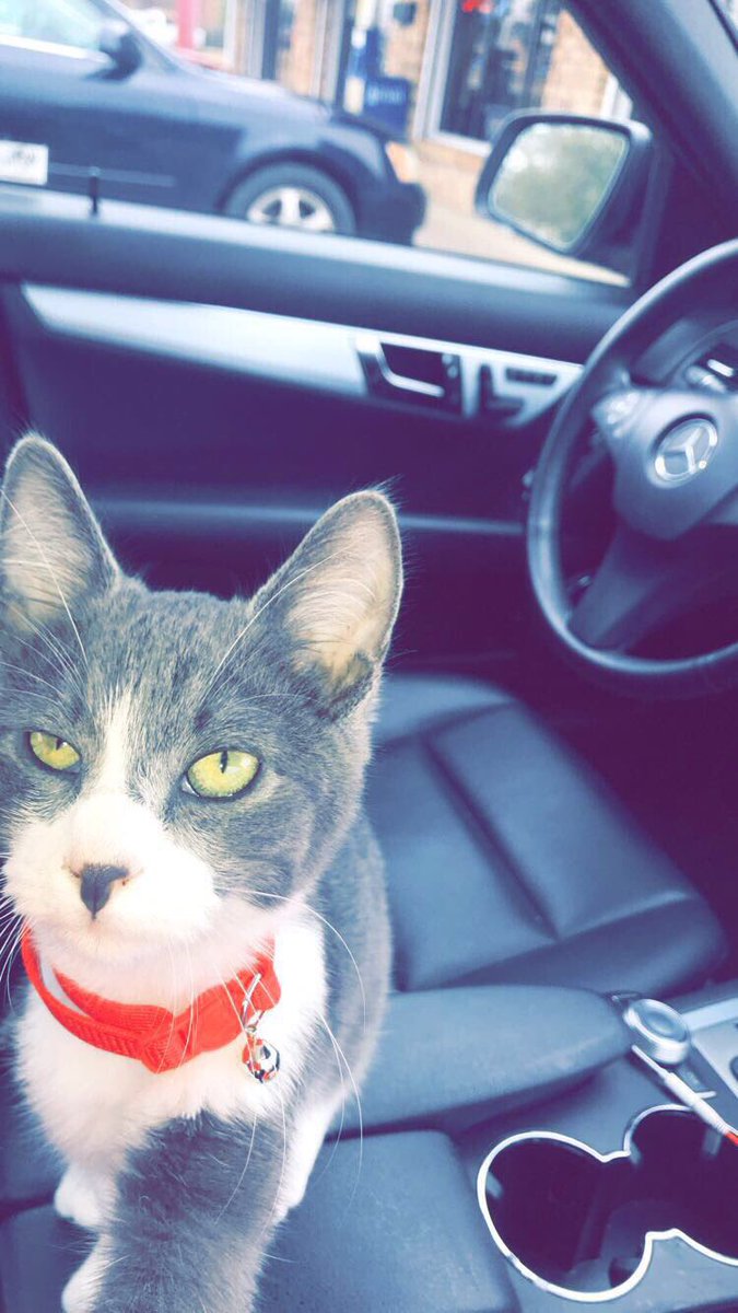 jaynicols9's tweet photo. This is Ash. He’s the sweetest cat you’ll ever meet and he needs a really sweet and loving home! Please rt to spread the word because he deserves the best. Dm me if interested https://t.co/mqbipms76p