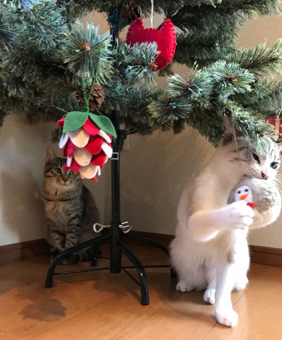 猫さんのいるお家でクリスマスツリーを飾ったら虎視眈々と狙われて