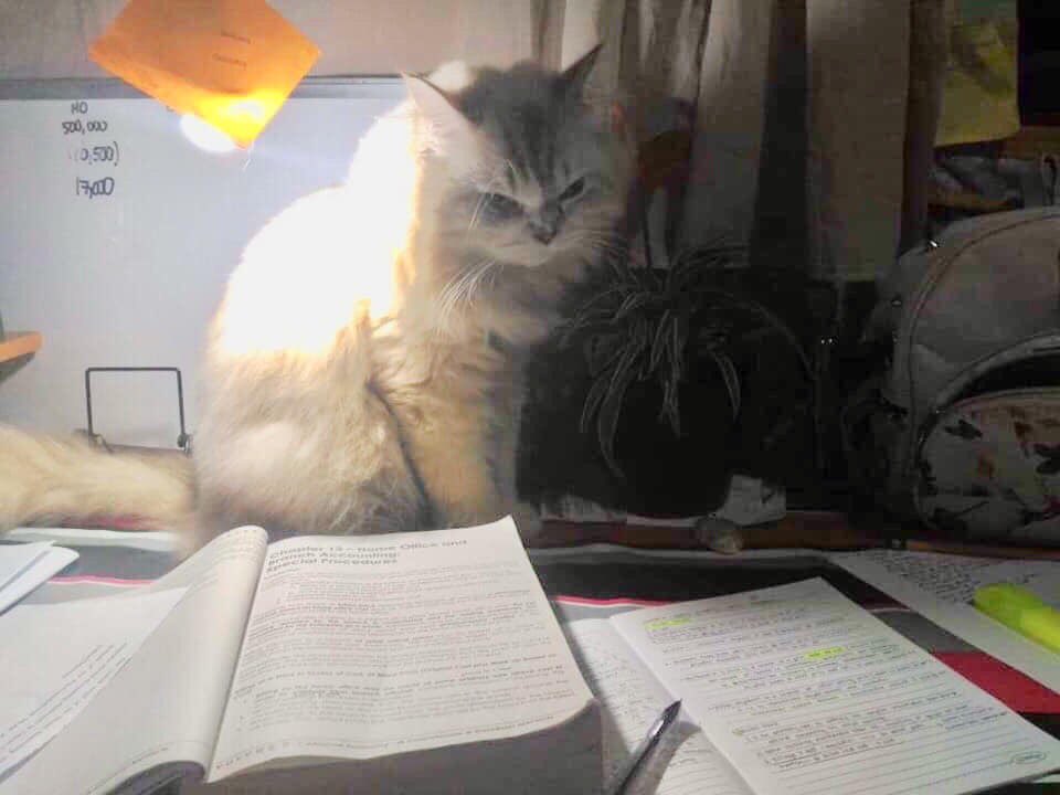 nicolaiixxx's tweet photo. EARLIER
”Let’s play and stop looking at those notes...” and amah like ”Please vavoy ayaw sa karun pag sinamok cute kayo ka pero wala ko sa mood.”😂
One of the existence of mah life that surely I would be miss before I leave tonight!! #Yoshi #MyCuddleBuddy https://t.co/ZcYSiK7kwV