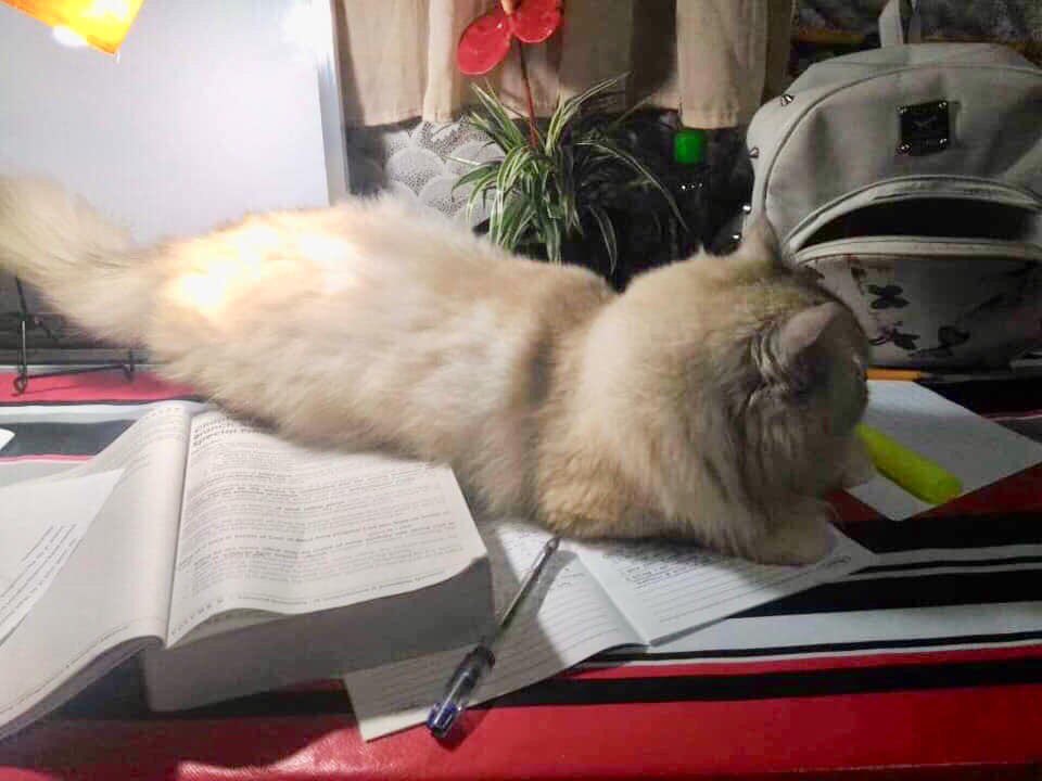 nicolaiixxx's tweet photo. EARLIER
”Let’s play and stop looking at those notes...” and amah like ”Please vavoy ayaw sa karun pag sinamok cute kayo ka pero wala ko sa mood.”😂
One of the existence of mah life that surely I would be miss before I leave tonight!! #Yoshi #MyCuddleBuddy https://t.co/ZcYSiK7kwV