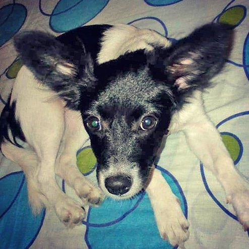 patapataoficial's tweet image. Se perdió #Flopy en barrio Las Rosas de #Paraná.

Si alguien la vio, por favor comunicarse con Daniela Gauna al 🤳 343 42 98 045

¡Difundir!