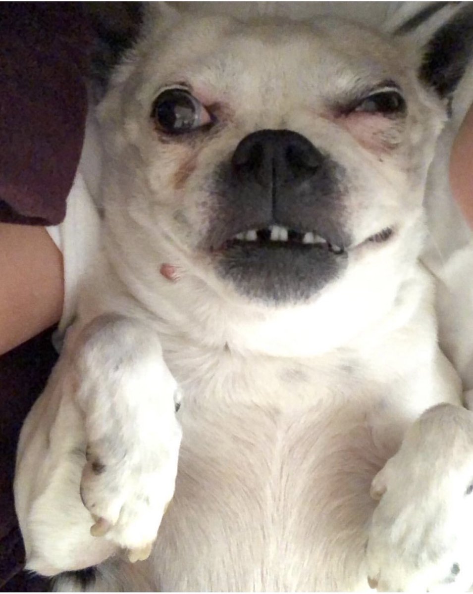 sabhouck's tweet photo. @tryguys @KeithHabs @XxXBBJXxX @corgi_burrito @forever_kaitlyn @MaddieJo603 @The_Barkchshler #TheBarkchshler season 2?  Lily is are star https://t.co/1HzHJ3fsPx