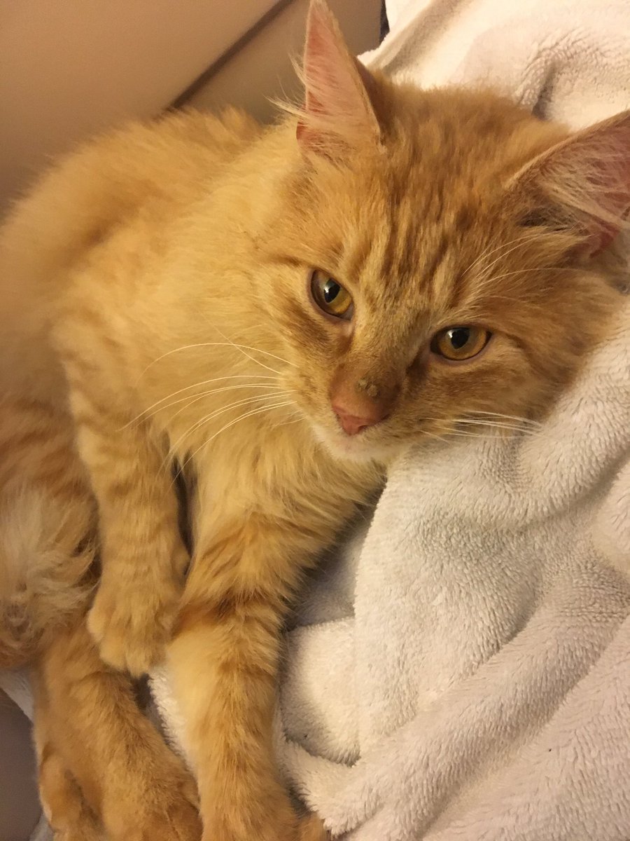 _clarabesque's tweet photo. People of Cincinnati! I found this cat and I’m trying to find him a good home. Please let me know if you are interested. I would love to give him to a friend ❤️ also this kitty boy LOVES to snuggle. Please spread the word!! https://t.co/PHfHklhgaW