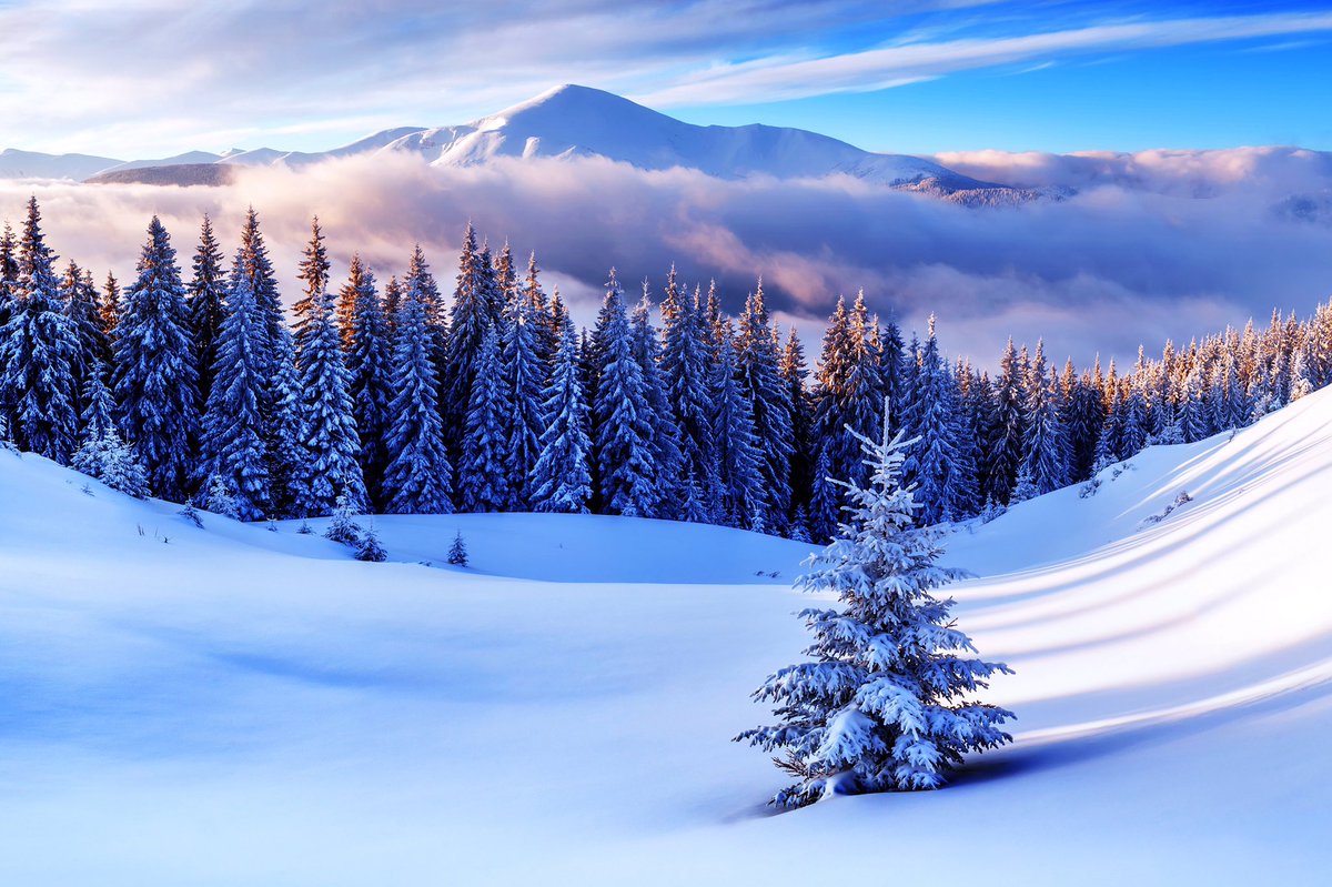 Here we see some absolutely stunning pine trees 😍 maybe these will make you think twice about putting a real one in your home for the holidays #savethetrees #alltreesmatter