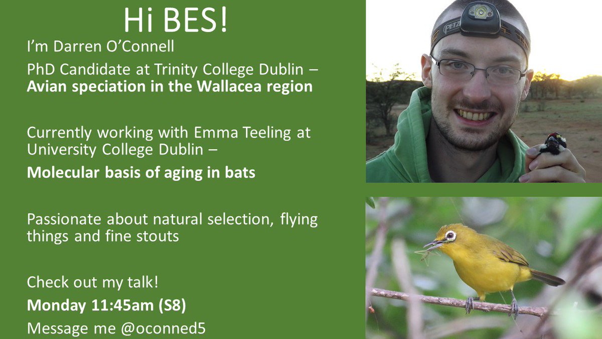Dar_OConnell's tweet image. Hi #BES2018! I'm an evolutionary biologist working @BatLabUCD &amp;amp; I'd love to meet to chat about #evolution, #speciation &amp;amp; #aging. My talk is Mon 11:45am (S8) on my @TCD_NatSci PhD research into avian speciation in the Wallacea region, integrative taxonomy and new Zosterops species