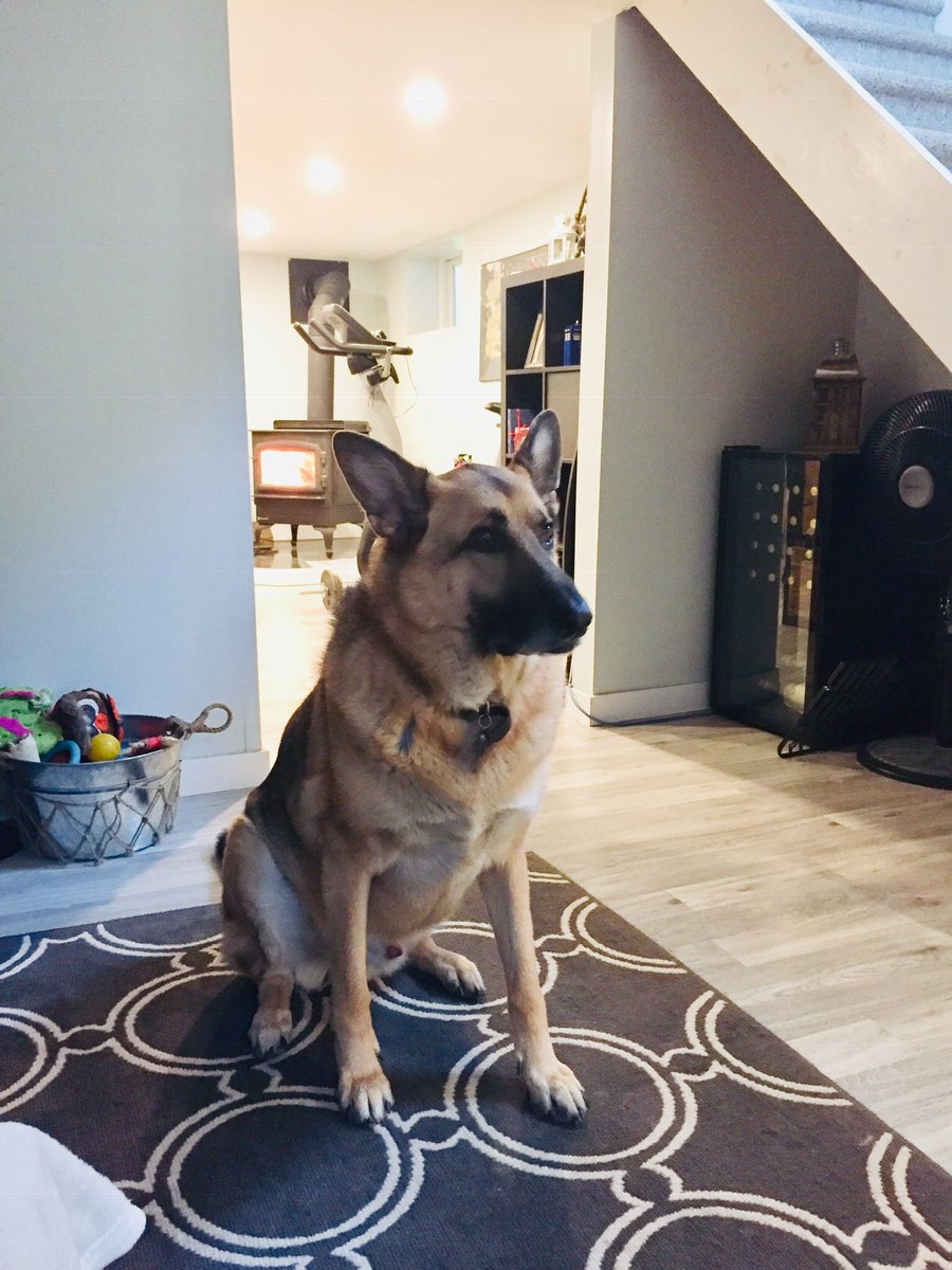 DoggosNeedFence's tweet photo. Titan: is this my good angle? Should I smile or pout ever so slightly? Ears up or down? #dogsoftwitter #titanlenaneedafence #germanshepherd https://t.co/KQLspqABy7