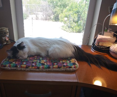 AllieMcCormackK's tweet image. Levi's opinion of my writing endeavors
#EveryonesACritic
#Catstagram #CatsOfInstagram #CatsOfTwitter #LiteraryCats
