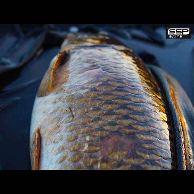 SSP Baits tweet media