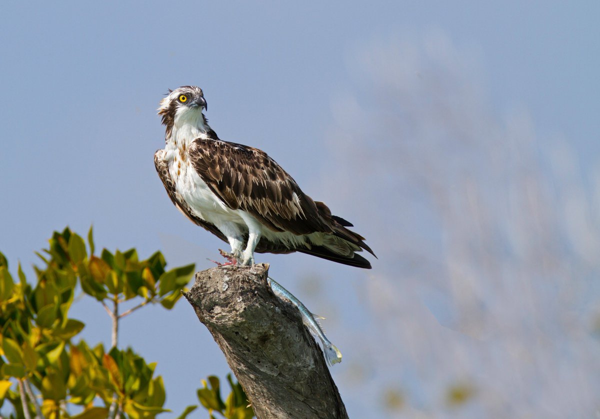 Qeshmuggp's tweet photo. Osprey , Hara Geosite. Photo by Seyyed Babak Mousavi https://t.co/TVnpIFKe8b