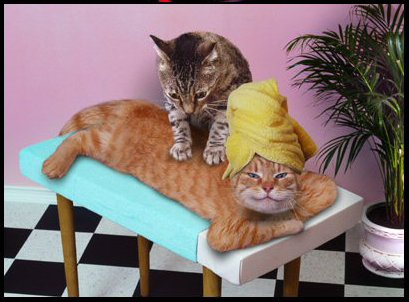 Сделай коша. Домик для кошки из картонной коробки. Прививка коту. Домик для кота из картона. Укол коту внутримышечно.