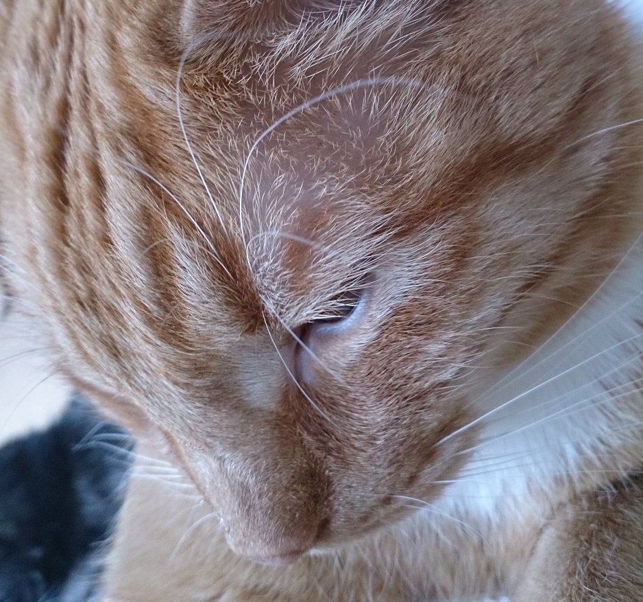 drPhilKJansen's tweet photo. This #cat is a #flexivegan 🐱
#Vegan dry food for cats is available in #veganshops.
Nice #Caturday 🐮🐔🐭 https://t.co/a1AKSQtCO8
