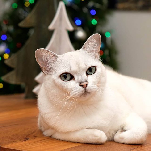 thecatberg's tweet photo. Getting ready for the festive season!

#catoftheday #catsofinstagram #cat #burmilla #burmillacat #petsofinstagram #catsofmelbourne #aussiecats #catogram #cute #Fujifilm #Christmas #xmas https://t.co/lrkEJ9YlZ1 https://t.co/4KiZAOjeCD